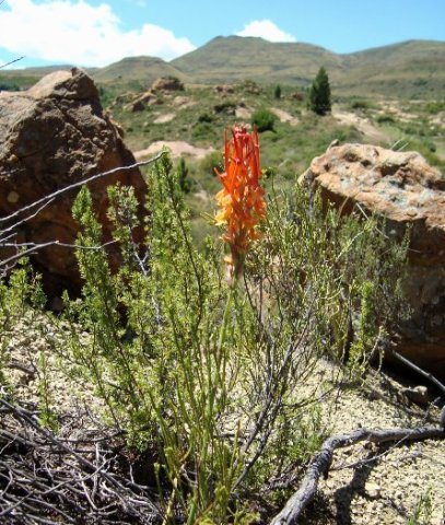 Disa porrecta